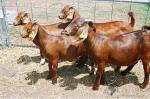 BOER GOATS , KALAHARI RED GOATS