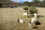 Boer Goats and Sheep For sale