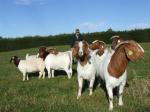 BOER GOATS,SHEEP AND CATTLE FOR SALE WHATSAPP +27631521991