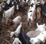 Goats for sale +27786154331