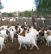 Goats for sale +27786154331