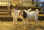 Goats and sheep available for sale +27786154331