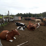 Cattles and Calves for sale +27786154331